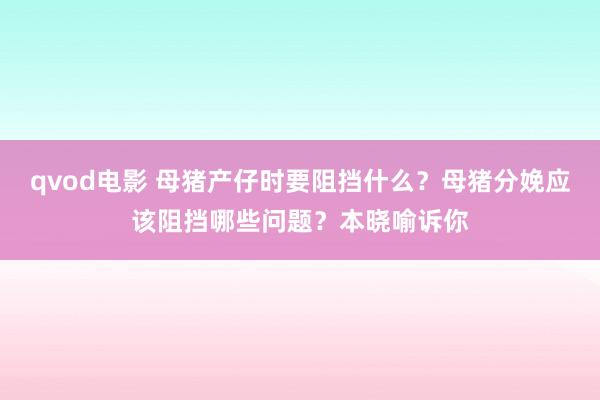 qvod电影 母猪产仔时要阻挡什么？母猪分娩应该阻挡哪些问题？本晓喻诉你